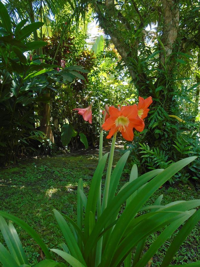 J And H Garden Cabinas Bocas del Toro Exterior foto